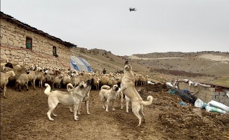 Kangal’lardan Drone’a Geçit Yok
