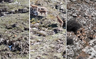 Malatya’da Dağ Keçileri Görüntülendi