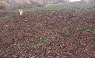 Pütürge’de Domuz Sürülerine Karşı Alarm