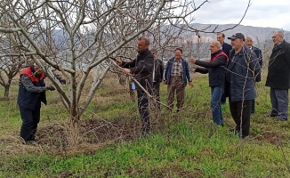 Uzmanlardan Çiftçilere Sahada Budama Dersi