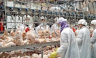 Tavuk Ürünleri İhracatı Durduruluyor