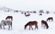 Yılkı Atları İçin Yemleme Seferberliği