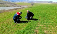 Buğdayda Verim Kaybına Karşı Önlem Alındı