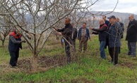 Uzmanlardan Çiftçilere Sahada Budama Dersi