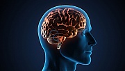 Beyin-Damar Hastalıkları Epilepsiye Neden Olabilir!