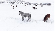 Yılkı Atları İçin Yemleme Seferberliği