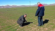 Buğdayda Verim Kaybına Karşı Önlem Alındı
