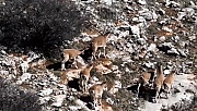 Malatya’da Dağ Keçileri Görüntülendi