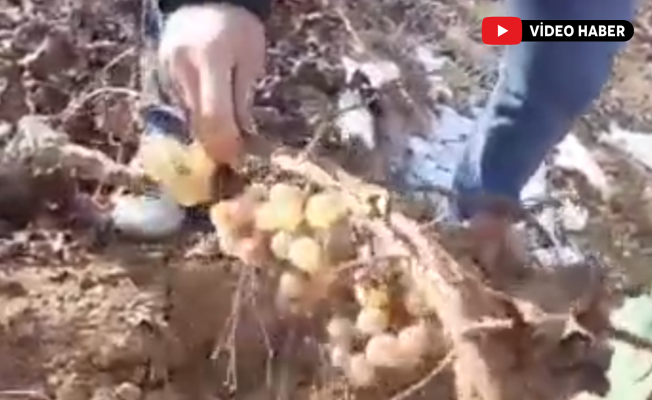 Toprağın Altında Taze Hayat